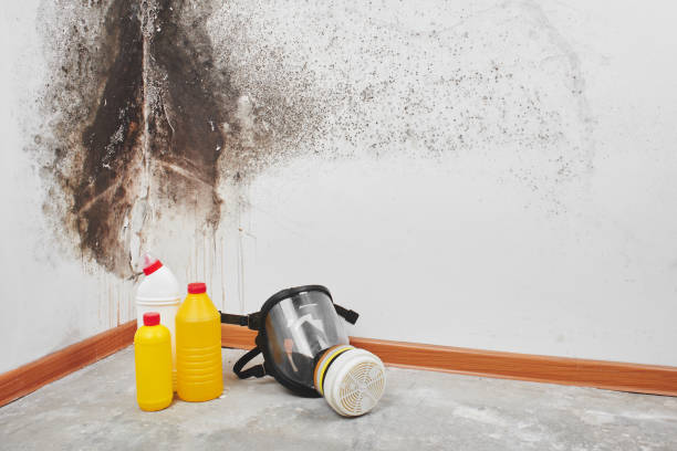 Home Mold Removal in Belleview, FL