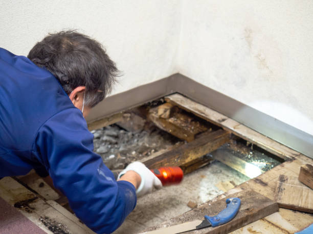 Best Crawl Space Mold Removal  in Belleview, FL