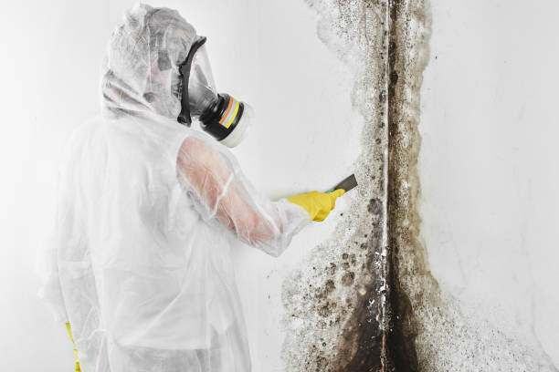 Best Local Mold Removal Service  in Belleview, FL