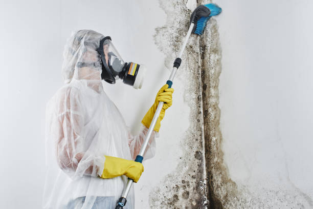 Best Certified Mold Removal  in Belleview, FL