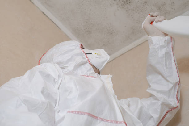 Best Attic Mold Removal  in Belleview, FL