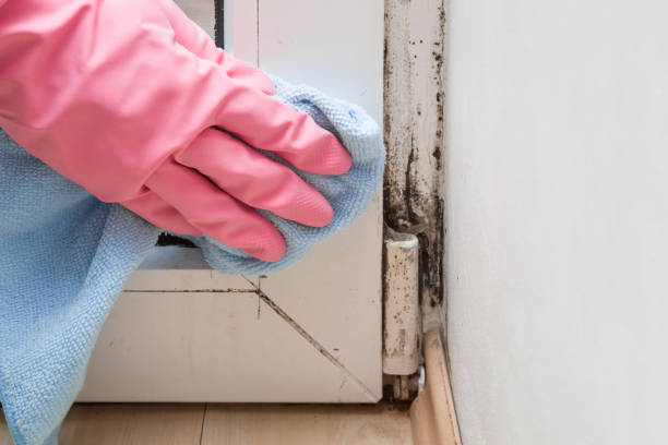 Best Residential Mold Removal  in Belleview, FL